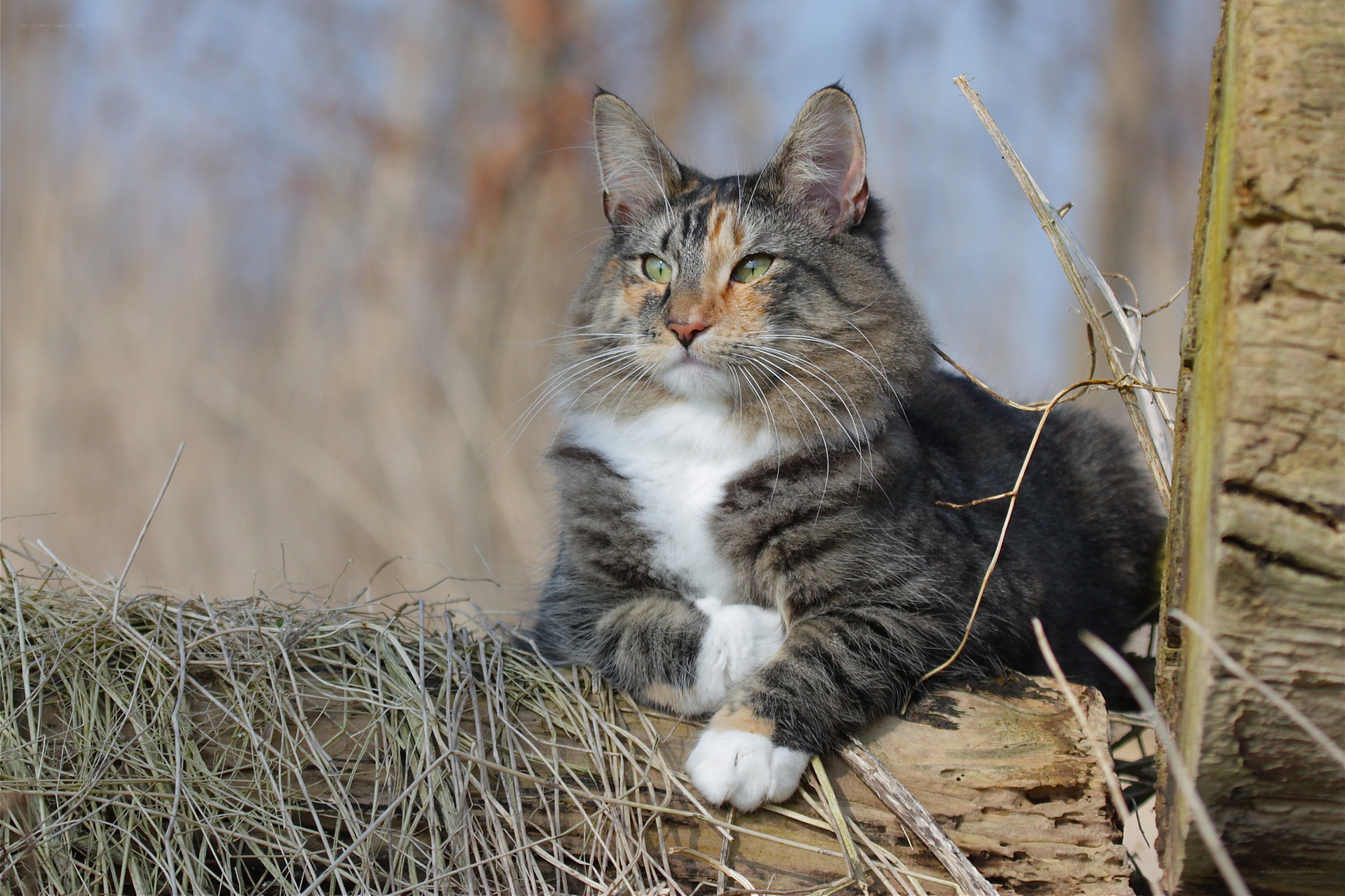 tabby cat on hay bale