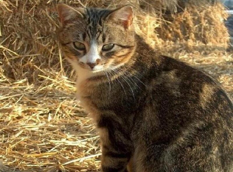 tabby cat on hay