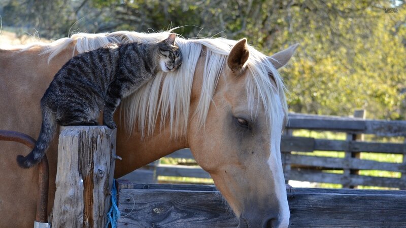 Tabby Cat on Horse
