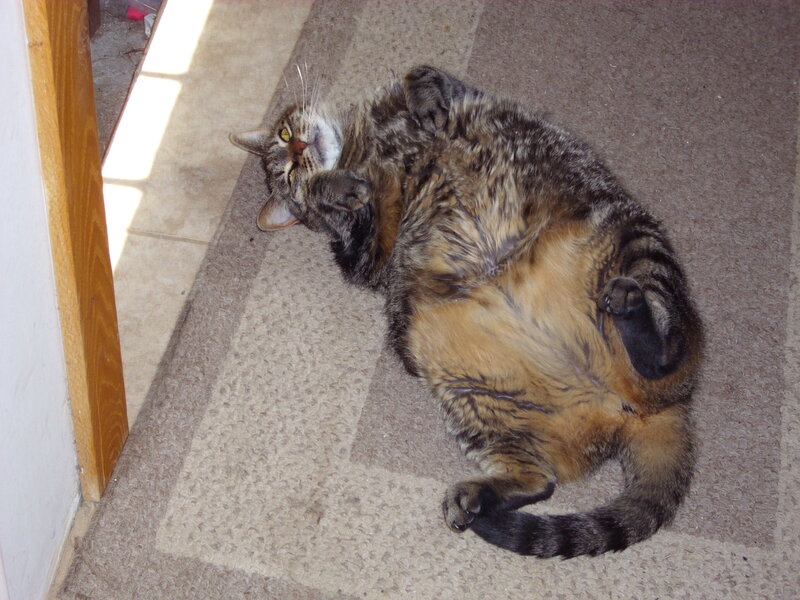 tabby cat on its back