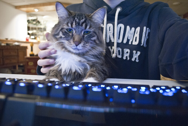 Tabby Cat on Keyboard
