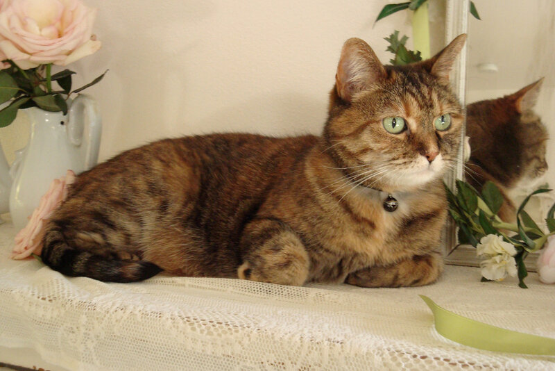 Tabby Cat on Lace