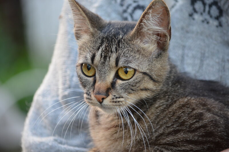 Tabby Cat on Lap