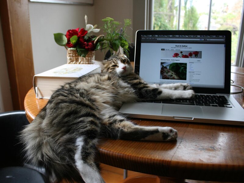 Tabby Cat on Laptop — Brown, Calm