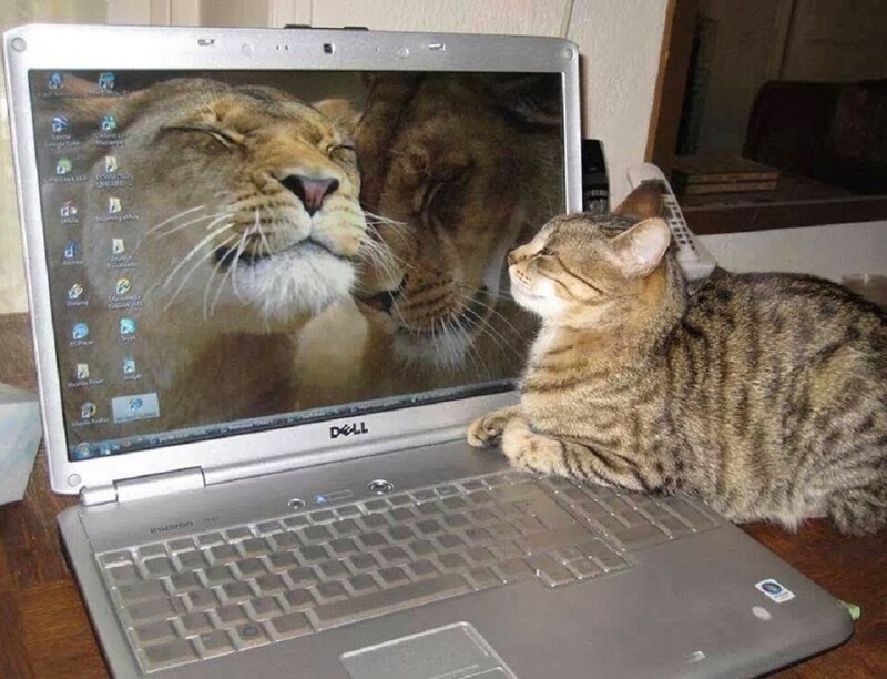 Tabby Cat on Laptop — Brown