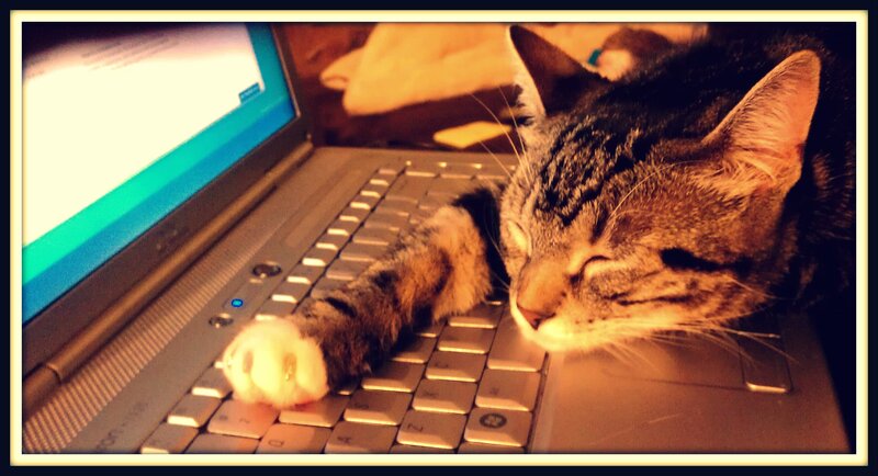 Tabby Cat on Laptop