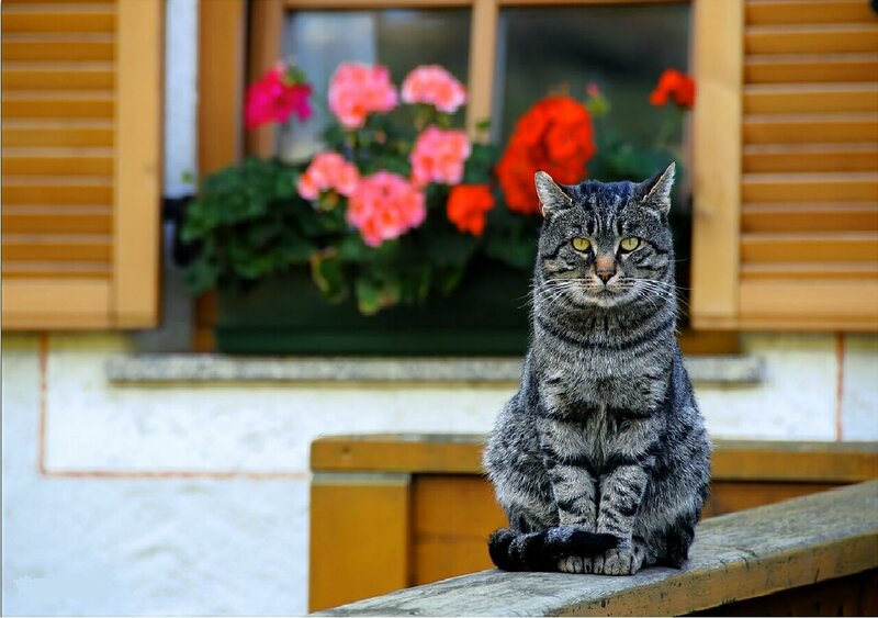 Tabby Cat on Ledge — Gray