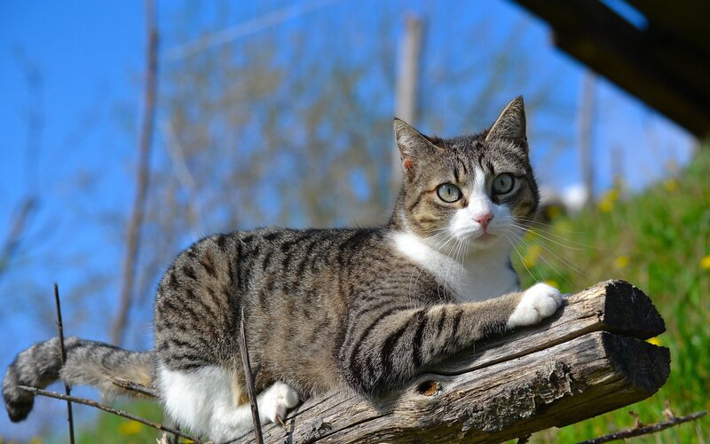 Tabby Cat on Log — Blue