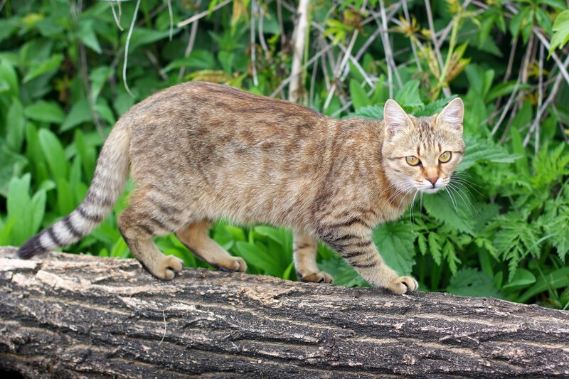 Tabby Cat on Log — Brown, Alert