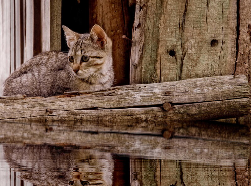 Tabby Cat on Log — Brown, Calm