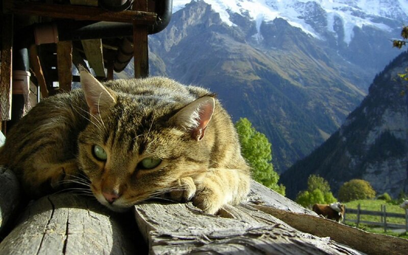 Tabby Cat on Log — Brown, Serene, Afternoon