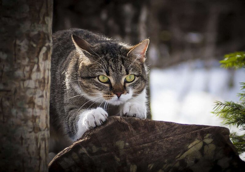 Tabby Cat on Log — Gray, Alert