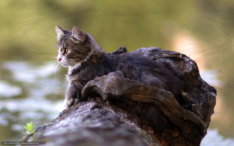 Tabby Cat on Log — Gray, Calm, Afternoon