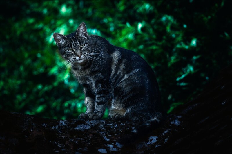 Tabby Cat on Log — Green