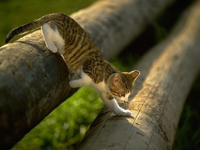Tabby Cat on Logs — Brown