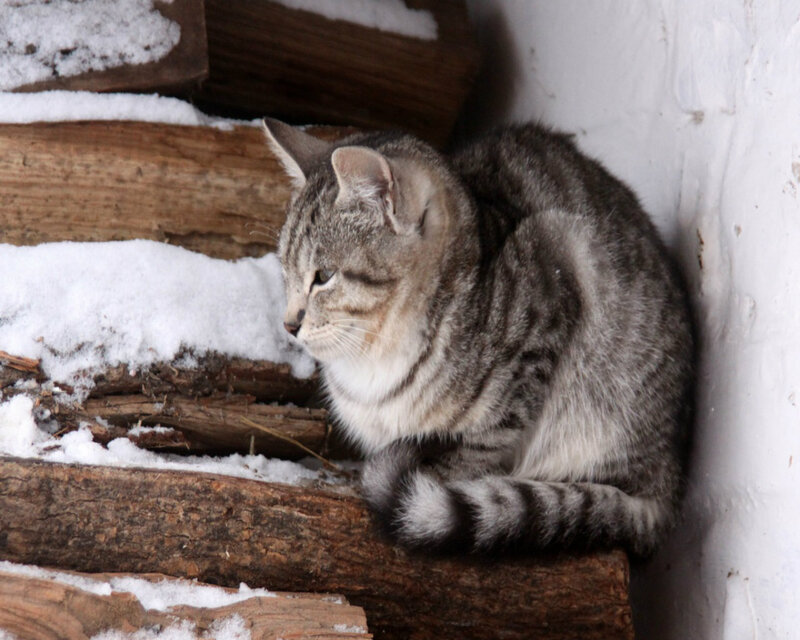 Tabby Cat on Logs — Gray