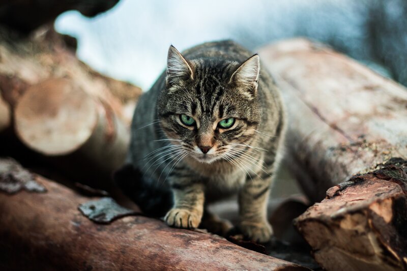 tabby cat on logs