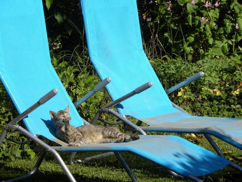 Tabby Cat on Lounge Chair — Blue