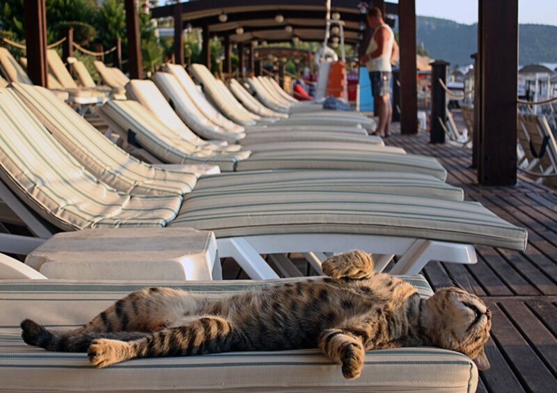 Tabby Cat on Lounge Chair — Brown, Relaxed, Afternoon