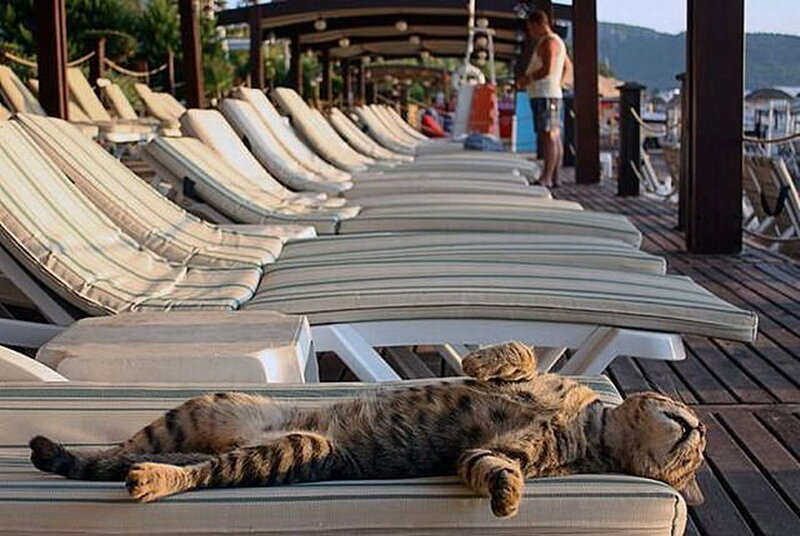 Tabby Cat on Lounge Chair — Brown, Relaxed