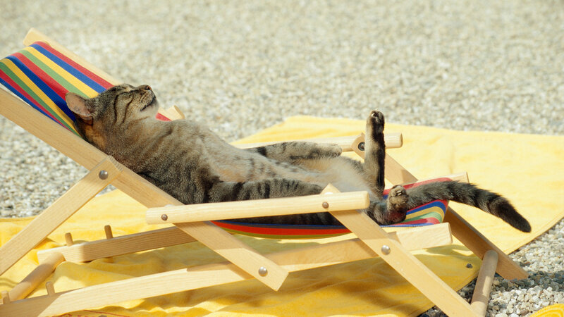 Tabby Cat on Lounge Chair