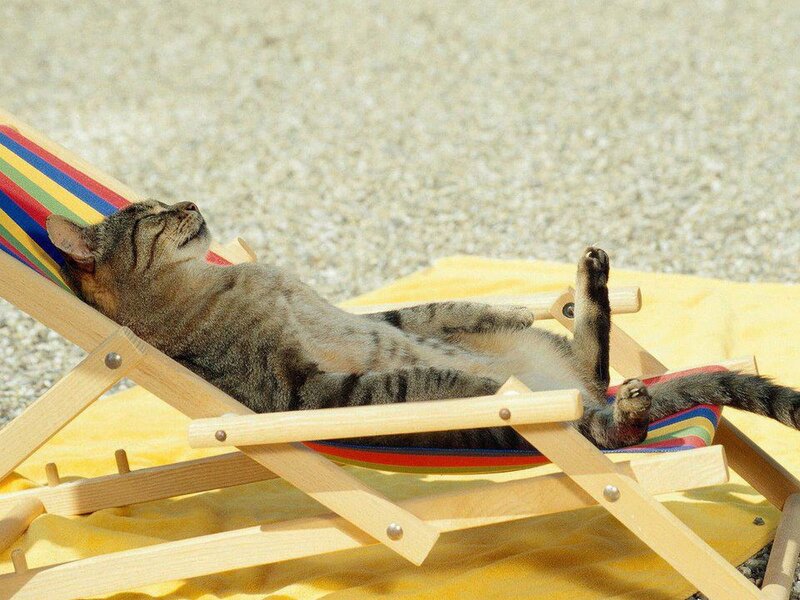 Tabby Cat on Lounge Chair — Yellow, Relaxed, Afternoon, Photograph