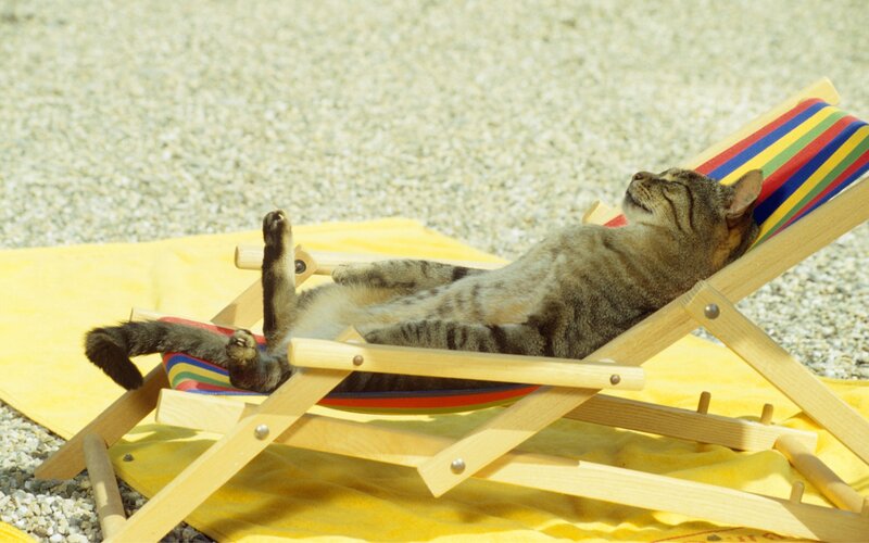 Tabby Cat on Lounge Chair — Yellow, Relaxed