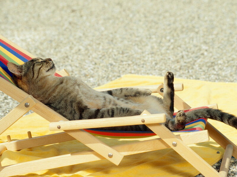 Tabby Cat on Lounge Chair — Yellow