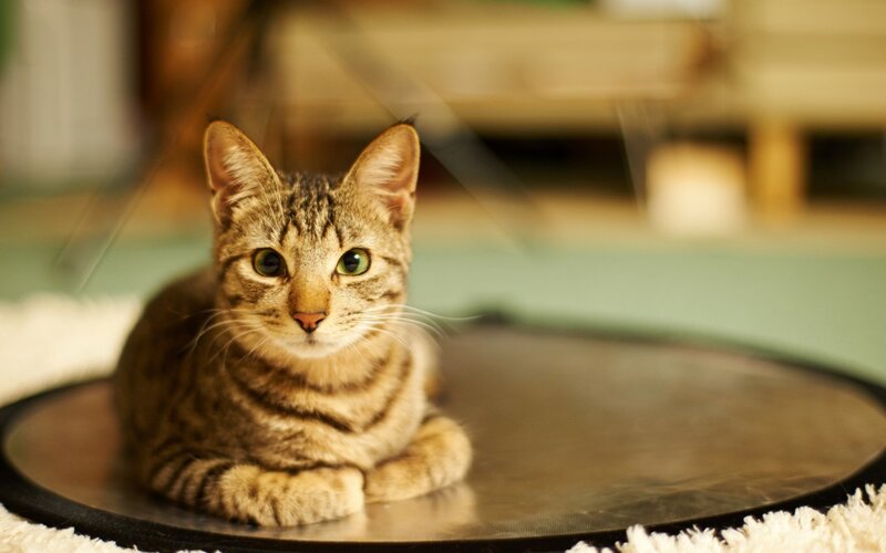 Tabby Cat on Mat — Brown, Calm