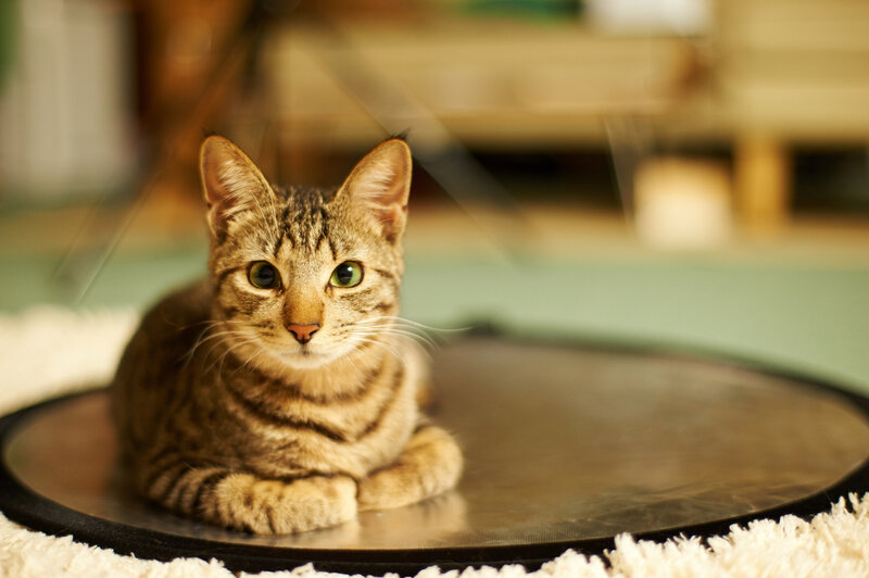 Tabby Cat on Mat — Brown
