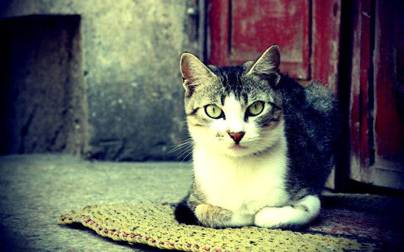 Tabby Cat on Mat — Gray, Calm