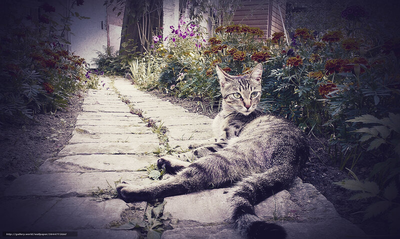 Tabby Cat on Path — Gray