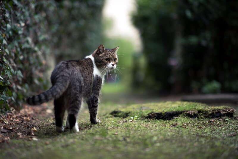 Tabby Cat on Path — Green