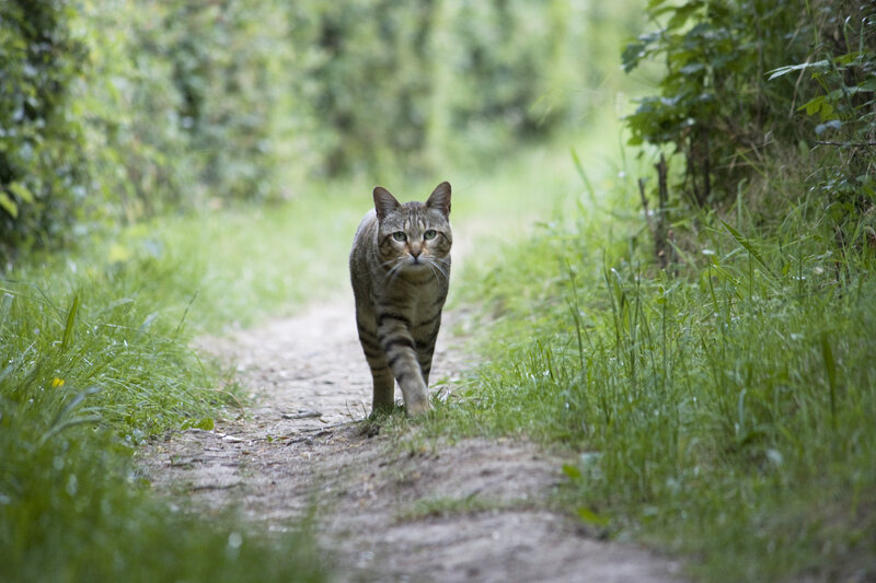 Tabby Cat on Path