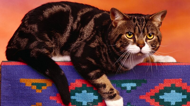 tabby cat on patterned rug
