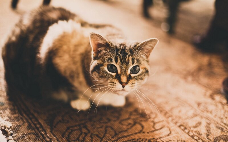 tabby cat on patterned rug