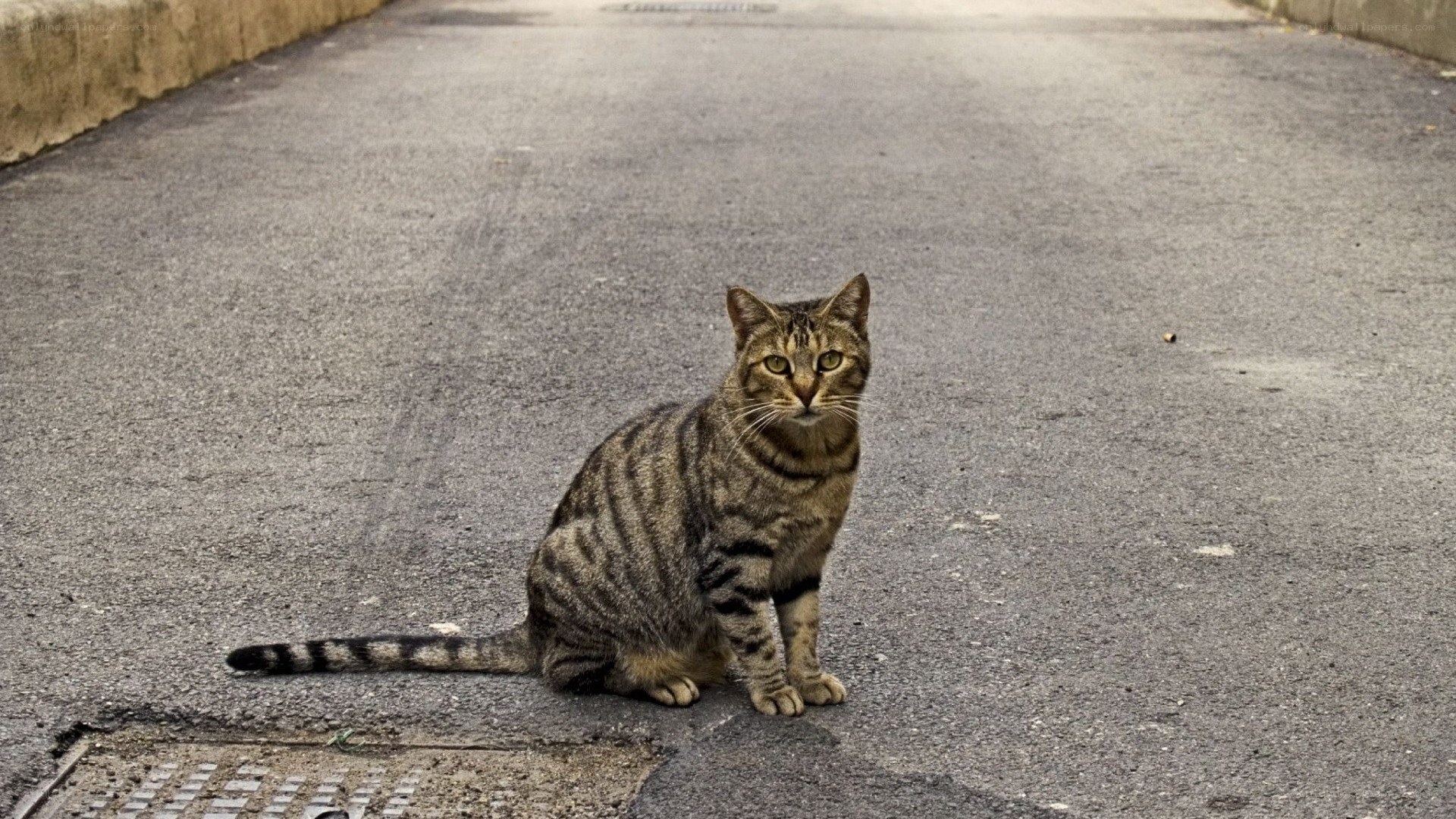 tabby cat on pavement