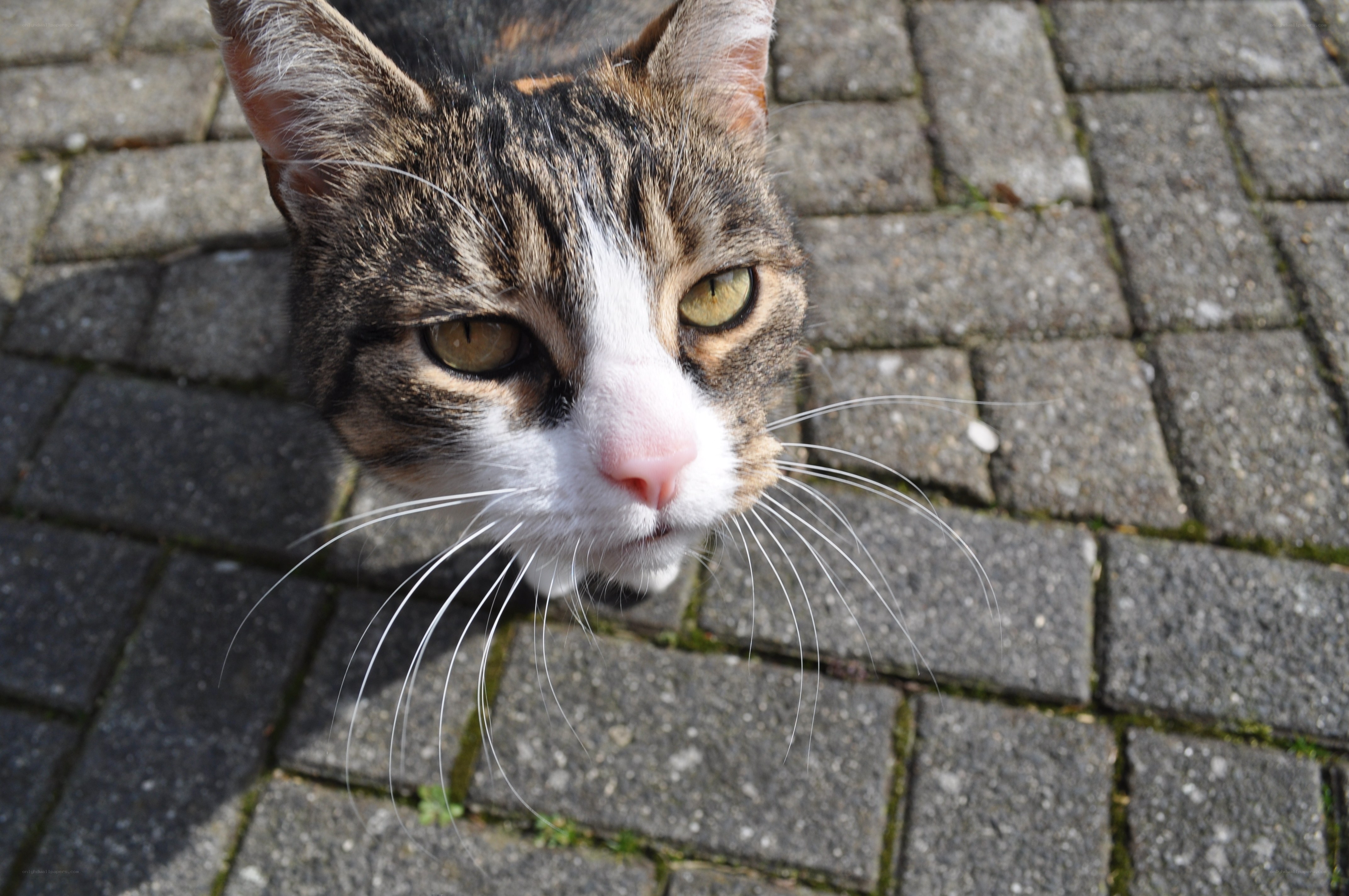 tabby cat on pavement
