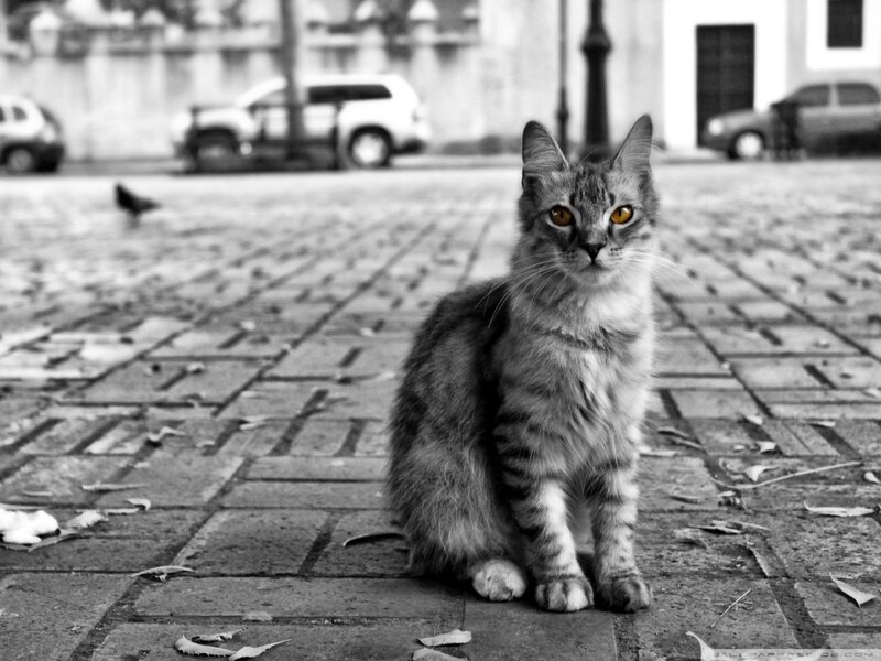 Tabby Cat on Pavement — Black, Calm