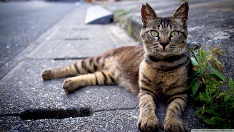 Tabby Cat on Pavement — Brown, Calm, Afternoon, Photograph