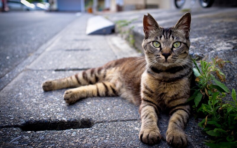 Tabby Cat on Pavement — Brown, Calm, Afternoon