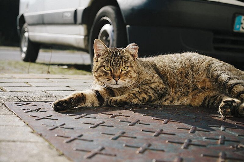 Tabby Cat on Pavement — Brown, Calm