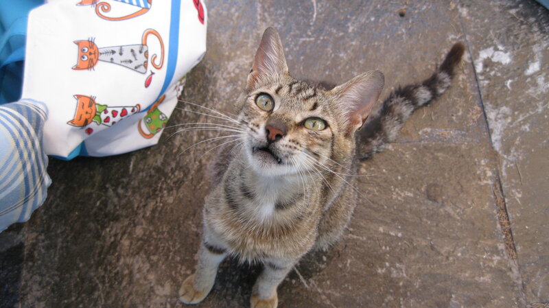 Tabby Cat on Pavement — Brown, Curious