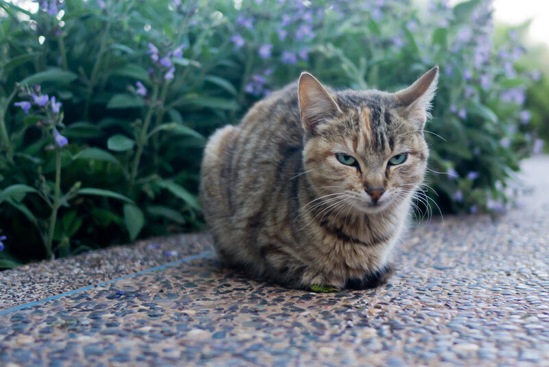 Tabby Cat on Pavement — Brown