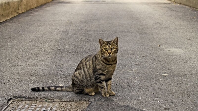 Tabby Cat on Pavement — Gray, Calm, Photograph