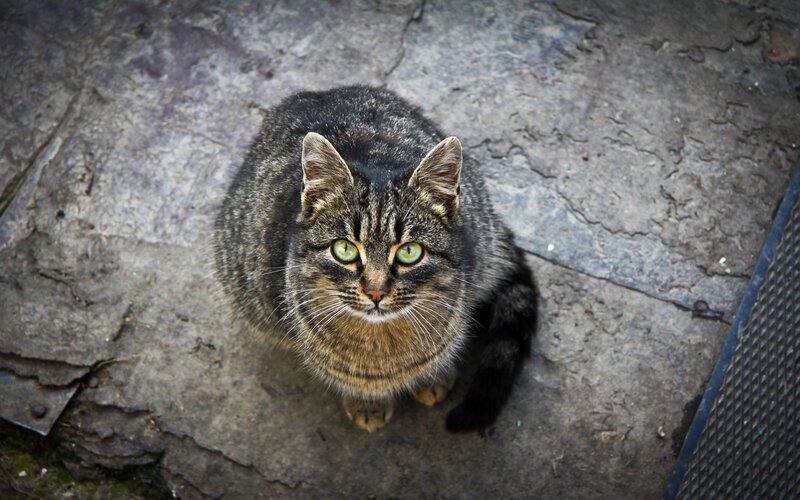 Tabby Cat on Pavement — Gray, Calm