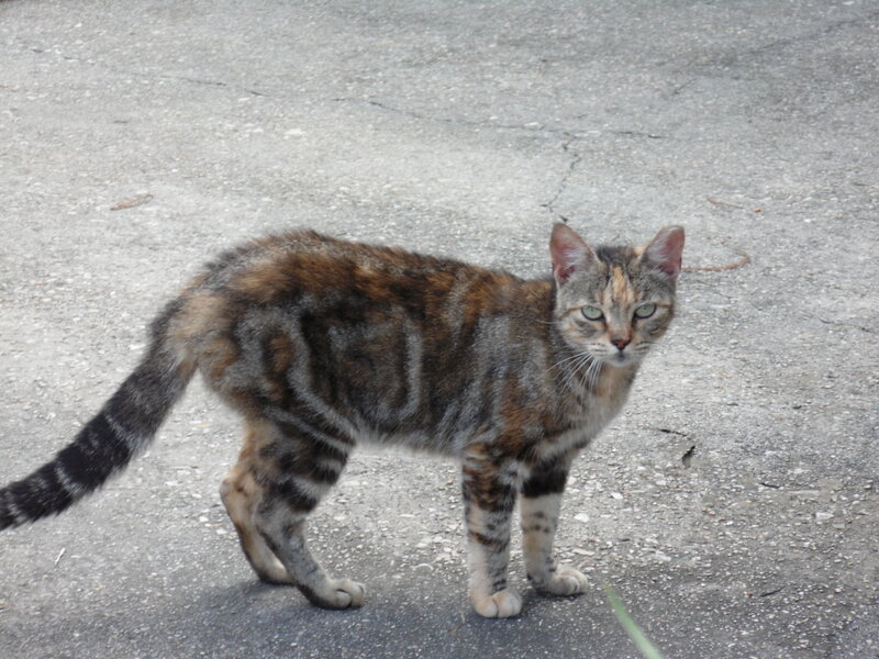 Tabby Cat on Pavement — Gray, Neutral