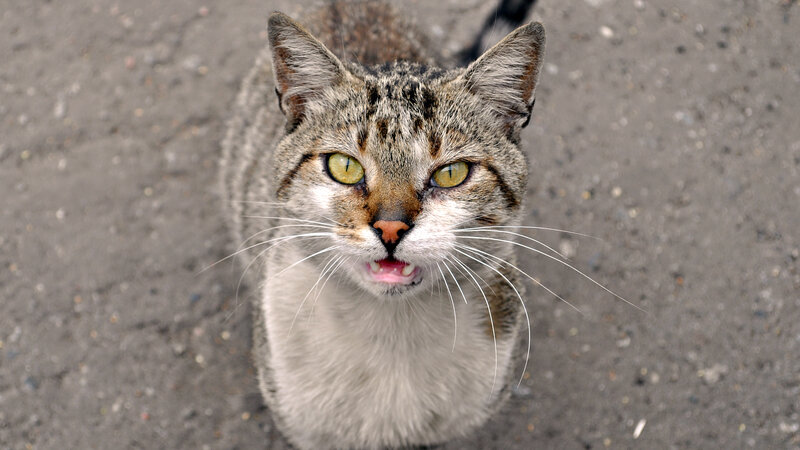 Tabby Cat on Pavement — Gray