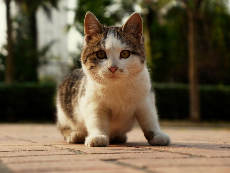 Tabby Cat on Pavement — White