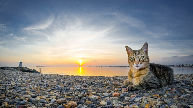 Tabby Cat on Pebble Beach — Blue, Serene